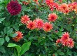 Easy Dahlia